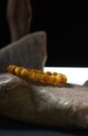 Golden TIger' s Eye Bracelet